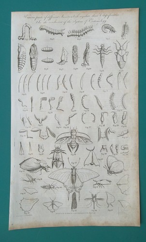 Insect anatomy parts - insect,